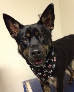 Team Page: Frank the Tank